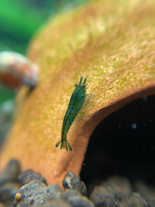 Green Shrimp