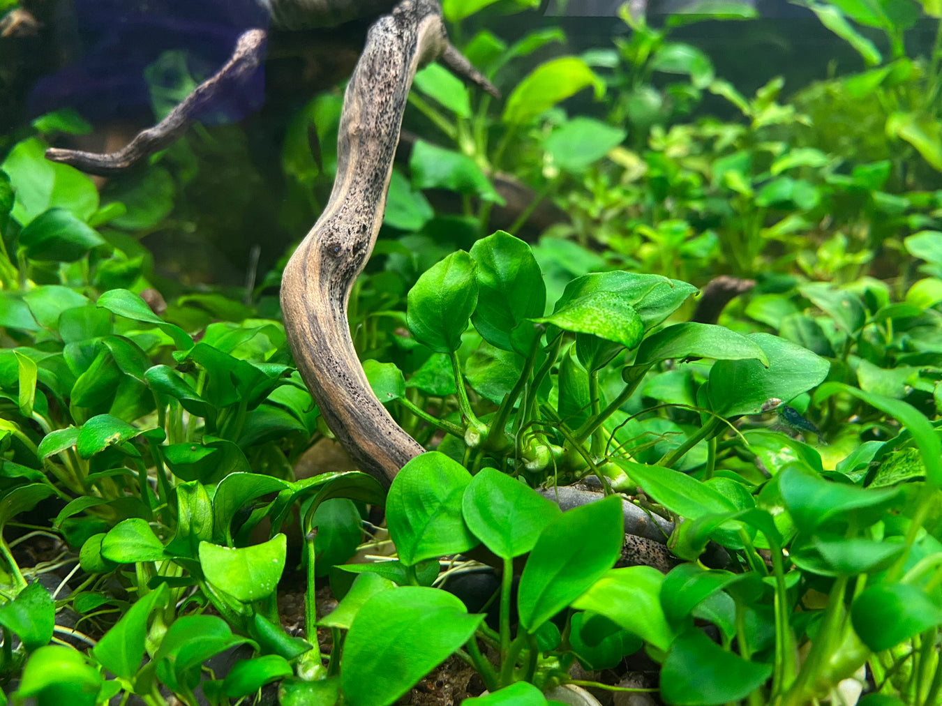 Anubias