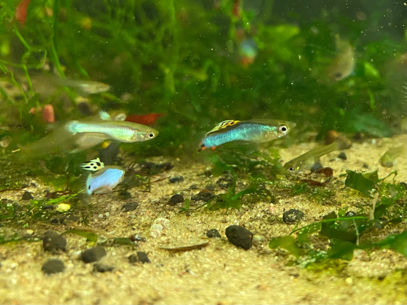 Livebearers