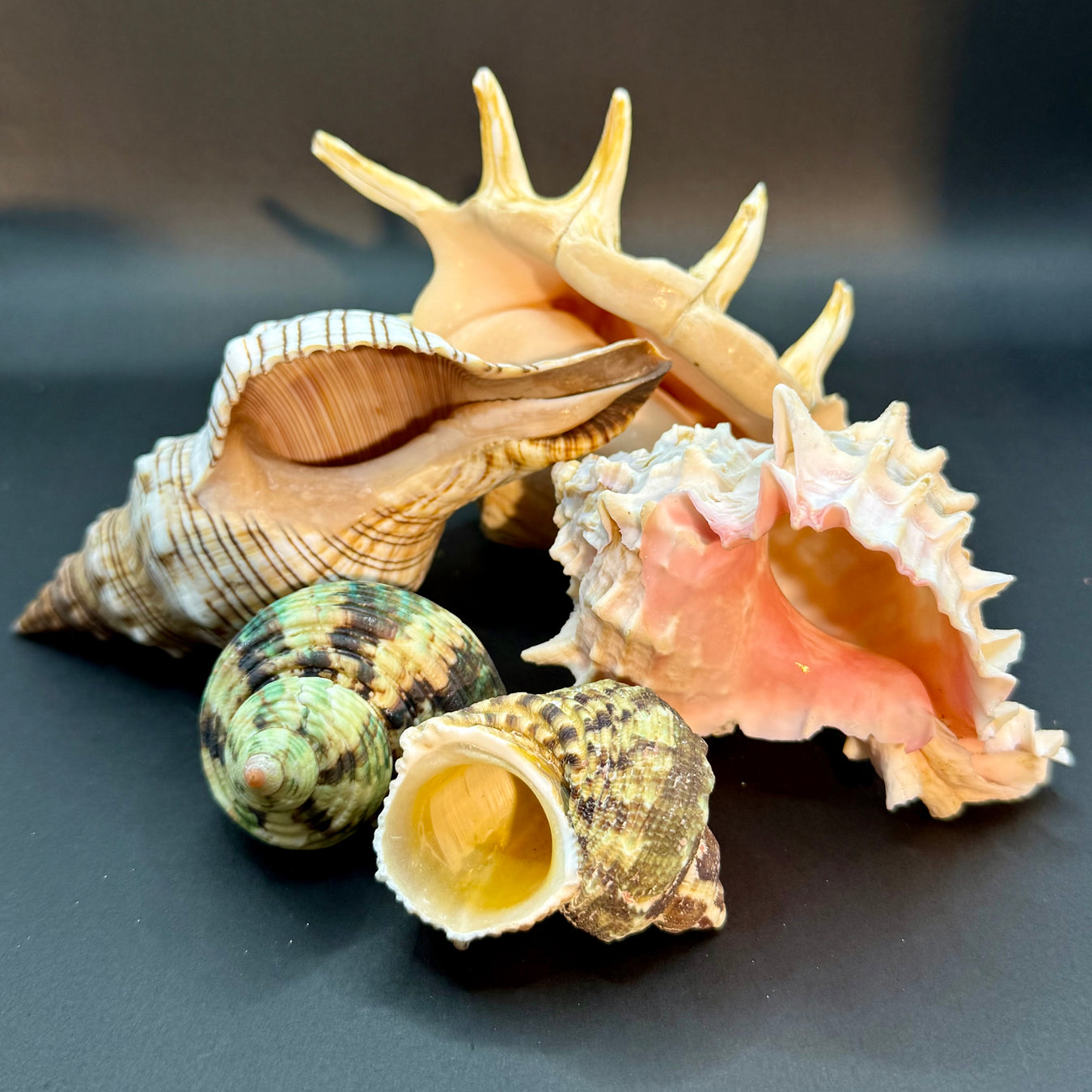 Conch / Shells