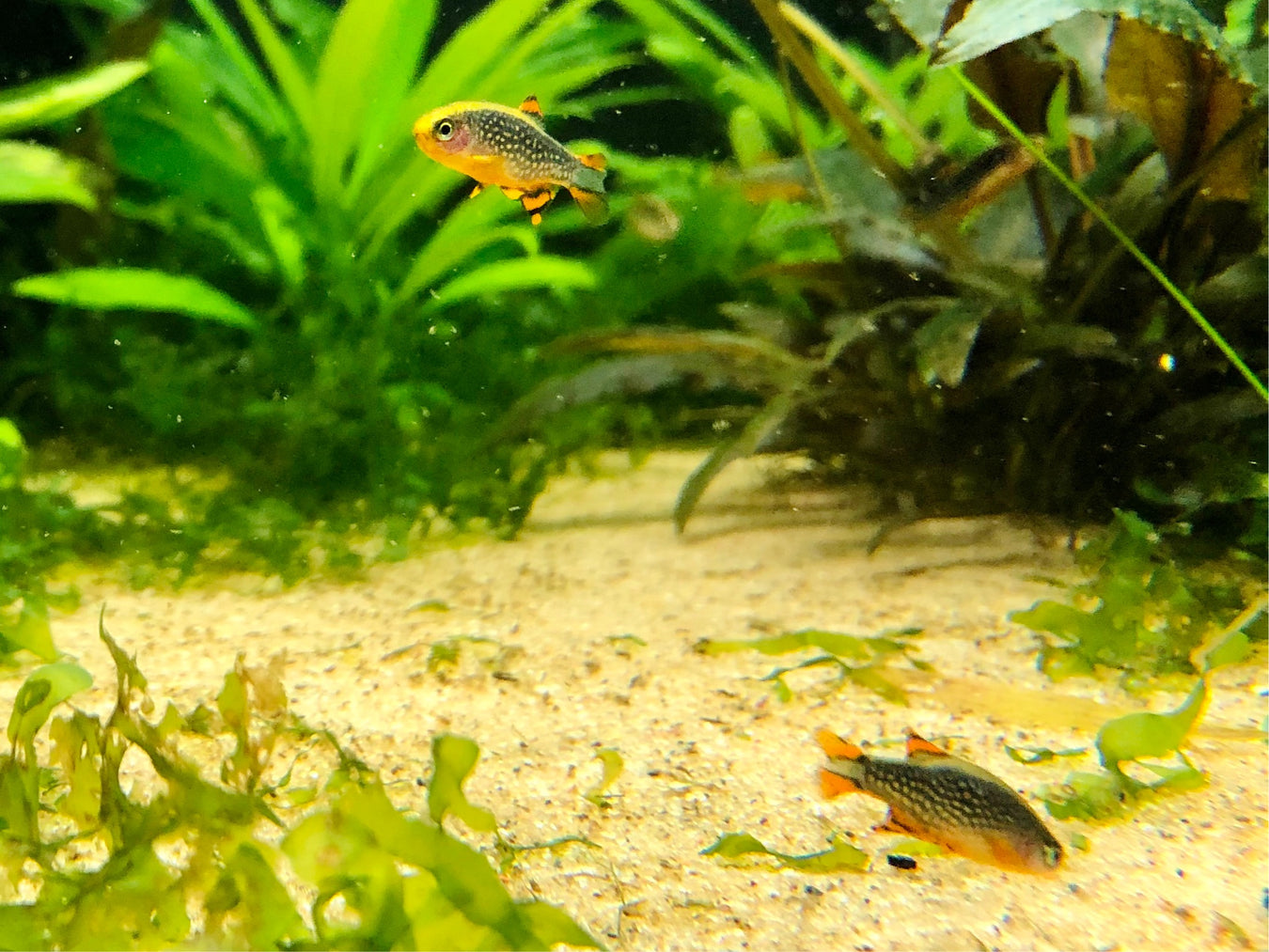 Danios, Rasboras, Barbs