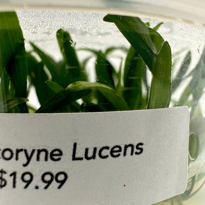 Cryptocoryne Lucens TC