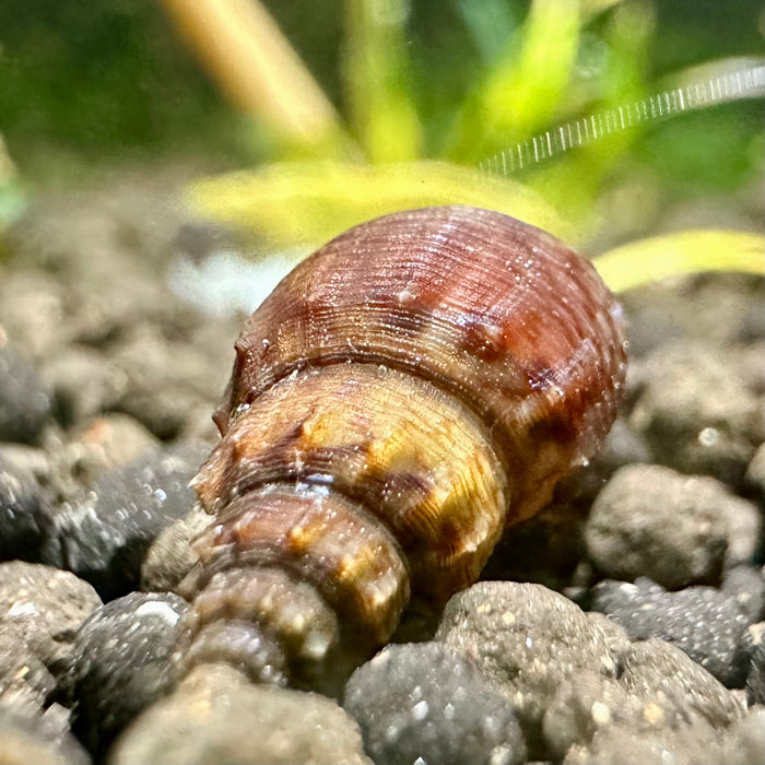 Prambanan Snail (Thiara winteri)