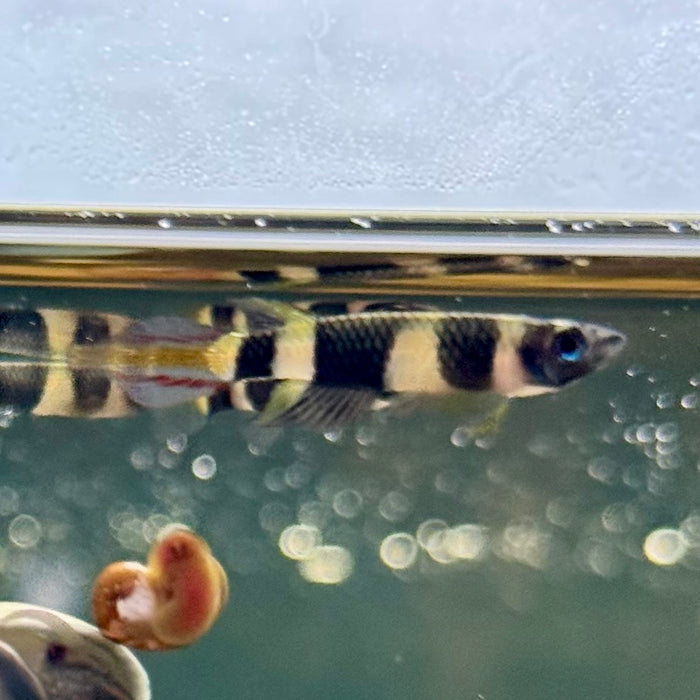 Clown Killifish (Epiplatys Annulatus)