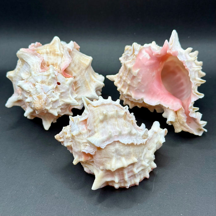 Natural Pink Murex Shell