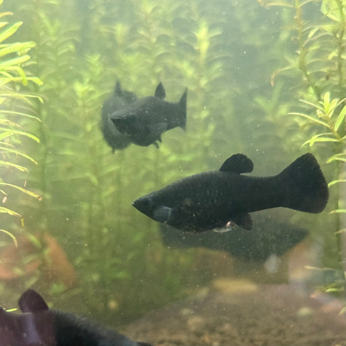 Short-finned Molly/Black Molly (Poecilia sphenops)