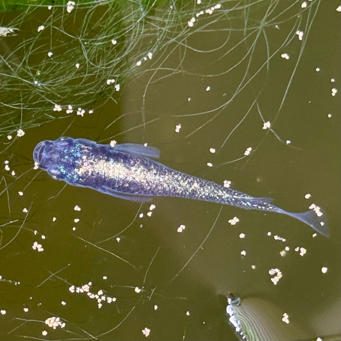 Ricefish / Medaka- Oryzias Latipes sp. “Blue Sapphire”
