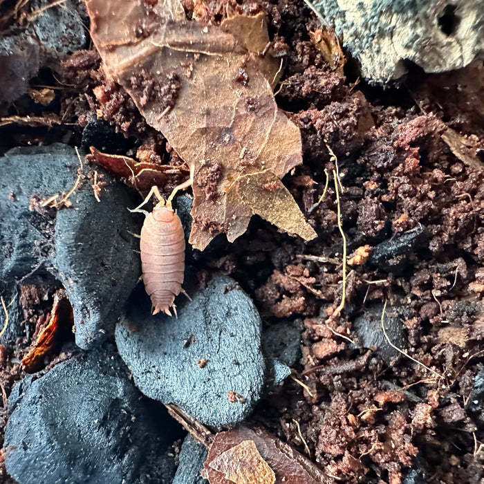 Porcellionides priunosus “Powder Orange” Isopods