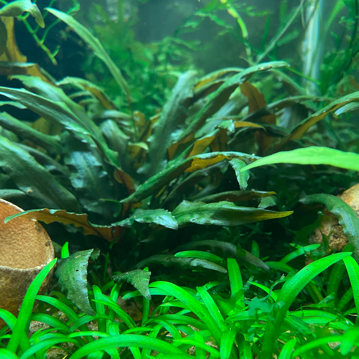 Cryptocoryne Wendtii var. Brown