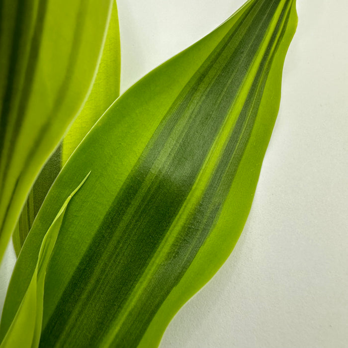 Variegated Lucky Bamboo (Dracaena Sanderiana Variegatus)