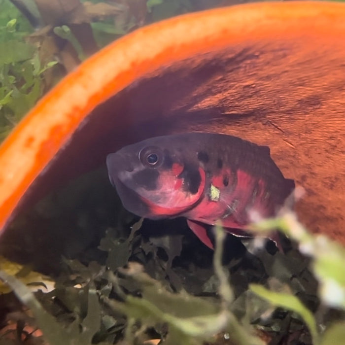 Toba betta (Betta rubra)