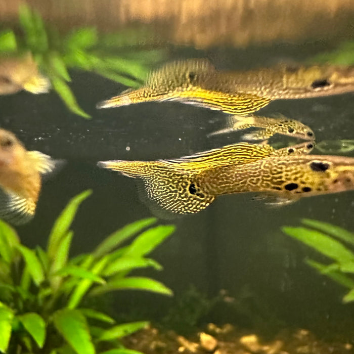 Green Vienna Top Sword Guppy