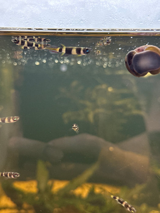 Clown Killifish (Epiplatys Annulatus)