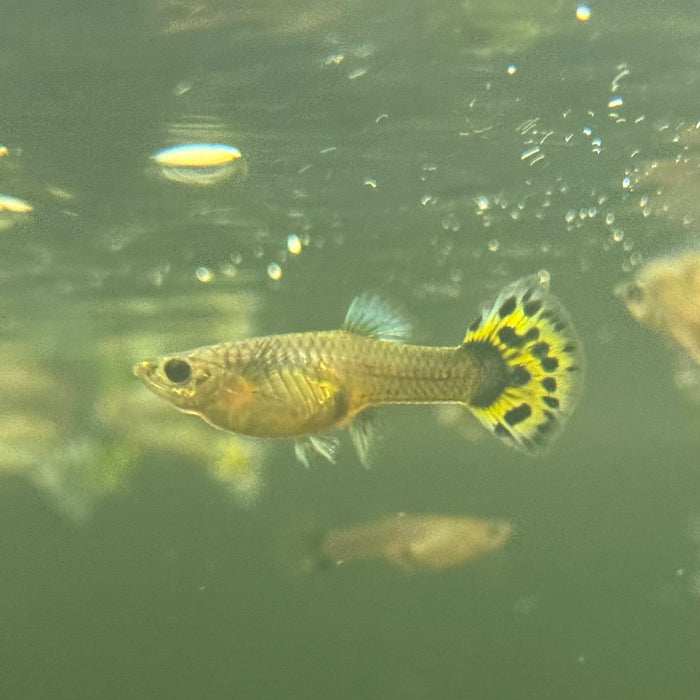 Fancy Guppy