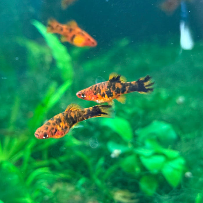 Painted Swordtail - Xiphophorus helleri