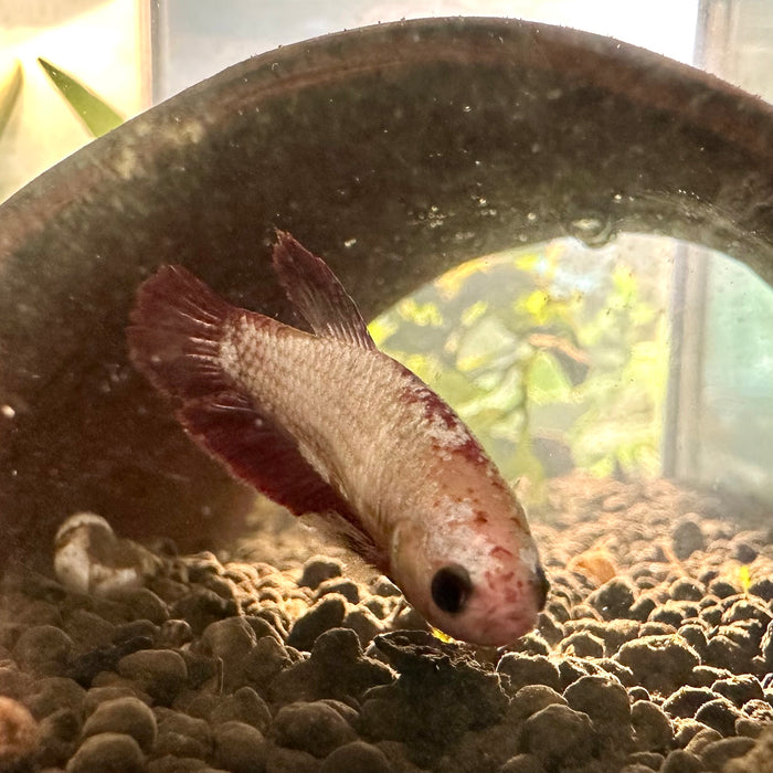 Betta Splendens Female 1