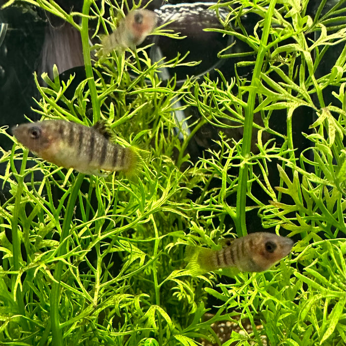 Humpback Limia - Limia Nigrofasciata