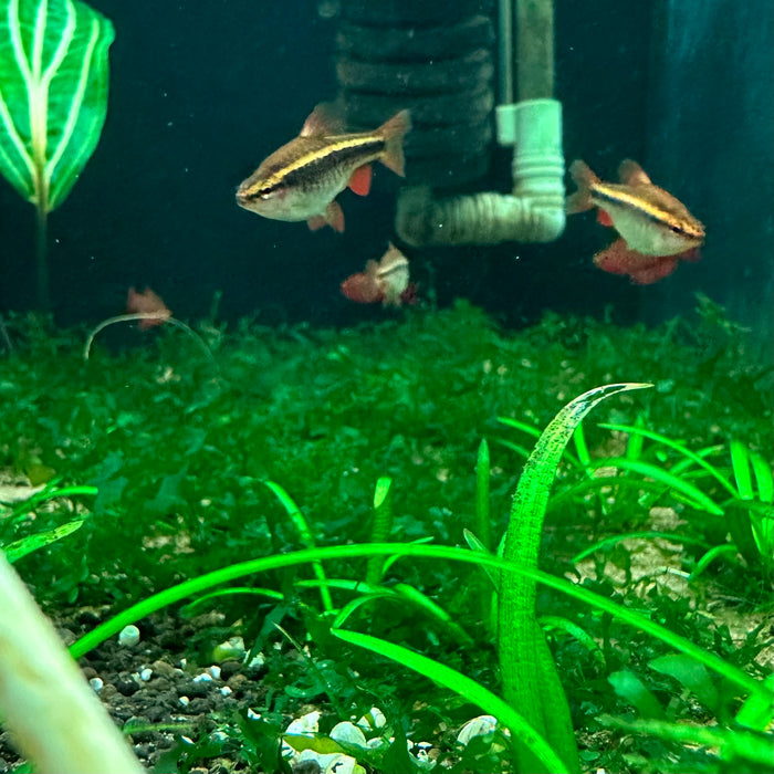 Cherry Barbs - Puntius titteya