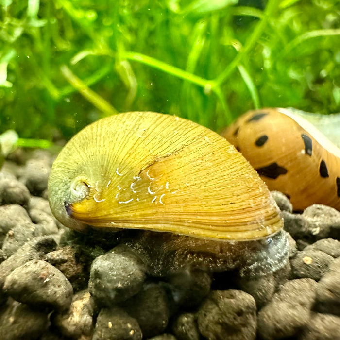 Neritina violacea (Red Lip Nerite Snail)