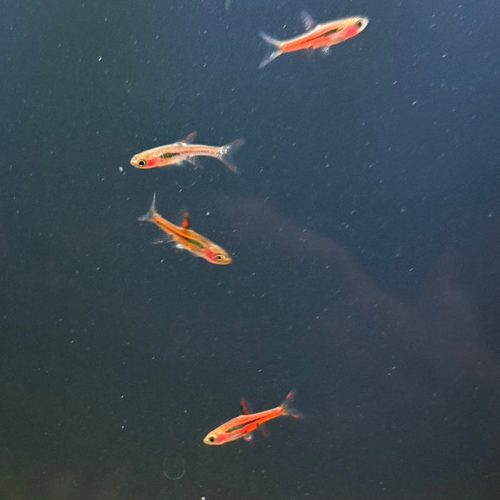 Chili Rasbora (Boraras brigittae)