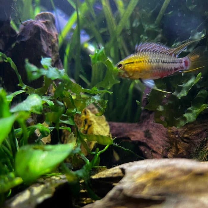 Apistogramma Hongsloi