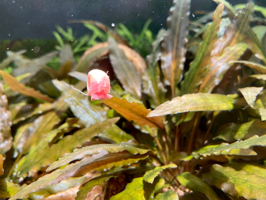 Pink Ramshorn Snails