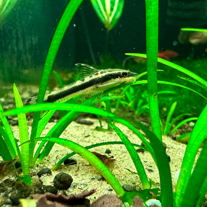 Otos - Dwarf Suckerfish (Otocinclus)