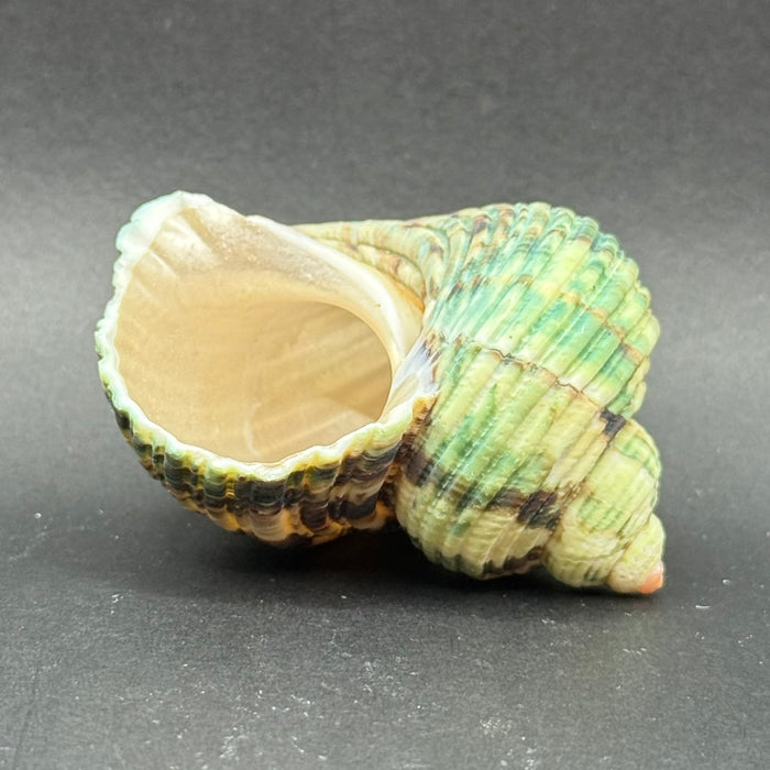 Natural Rough Green Turbo Shell (Turbo setosus)