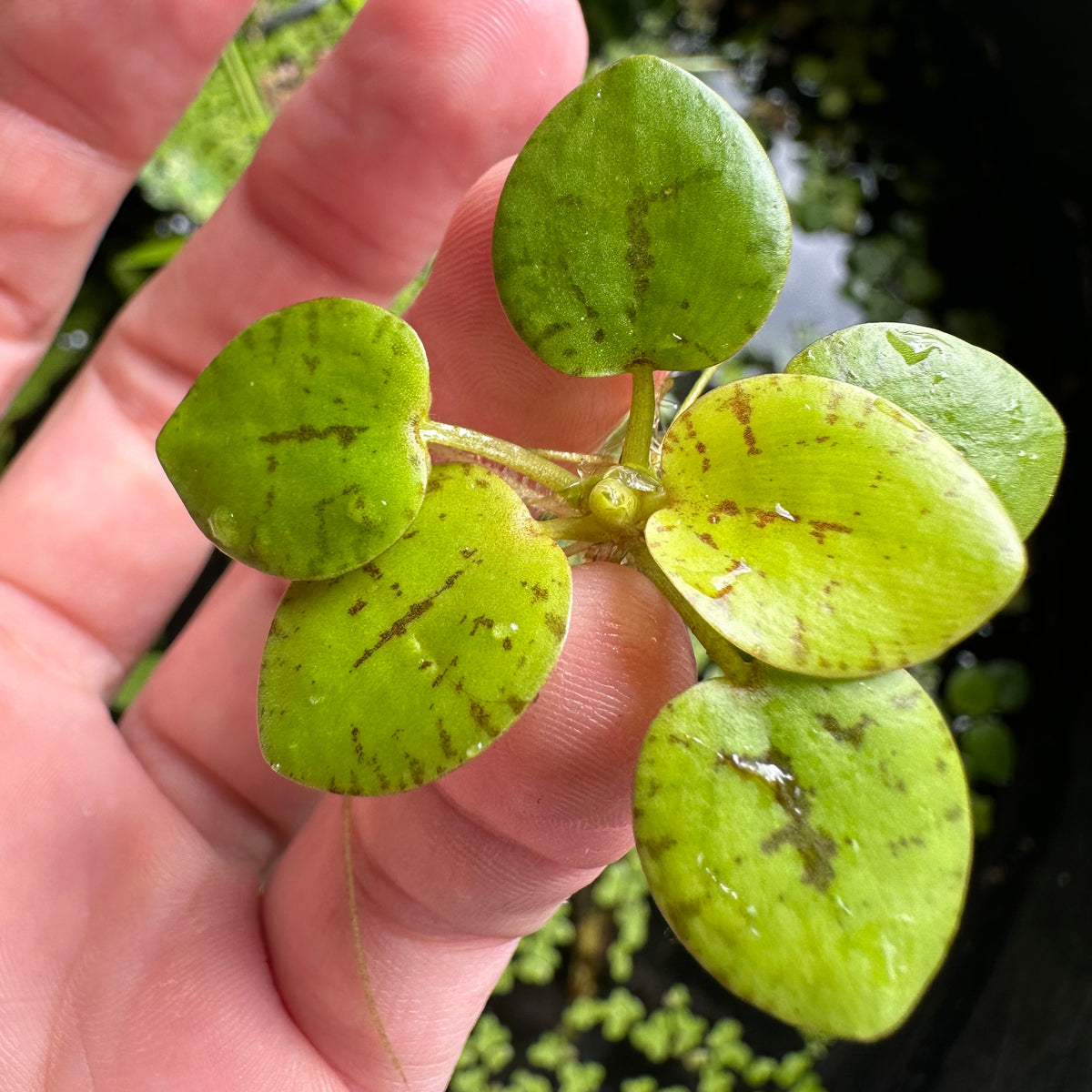 Tiger Striped Frogbit (Limnobium laevigatum) — Fishiotherapy