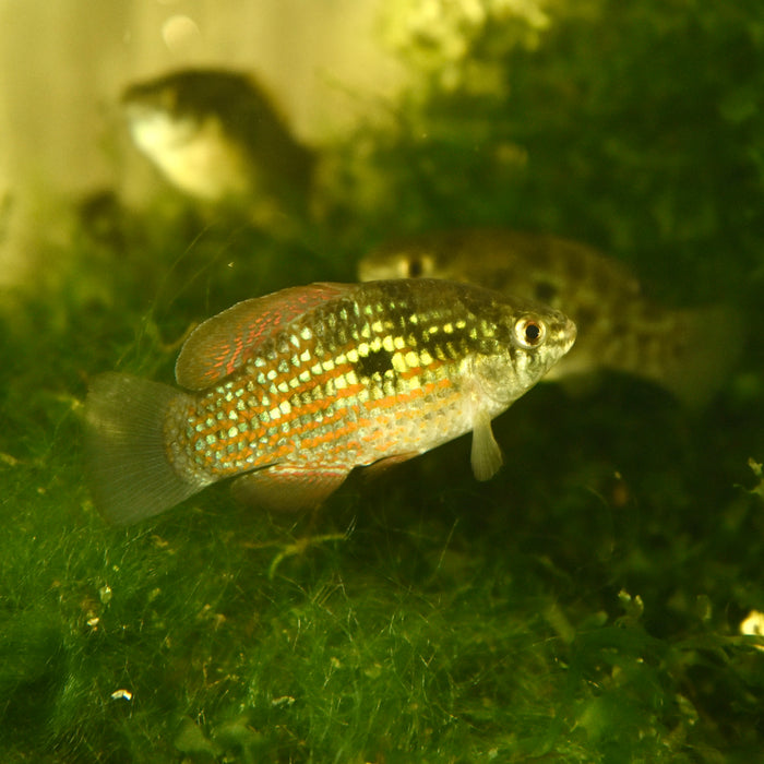 Flagfish (Jordanella floridae)