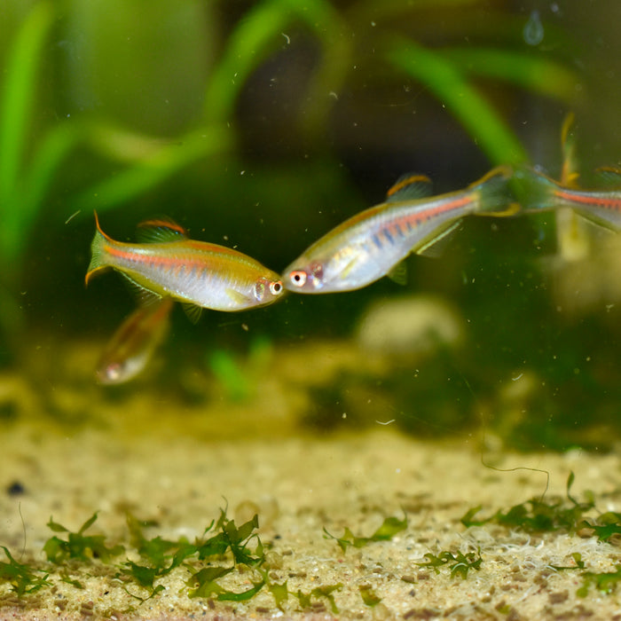 Glowlight Danio (Danio choprae)