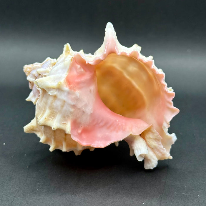 Natural Pink Murex Shell