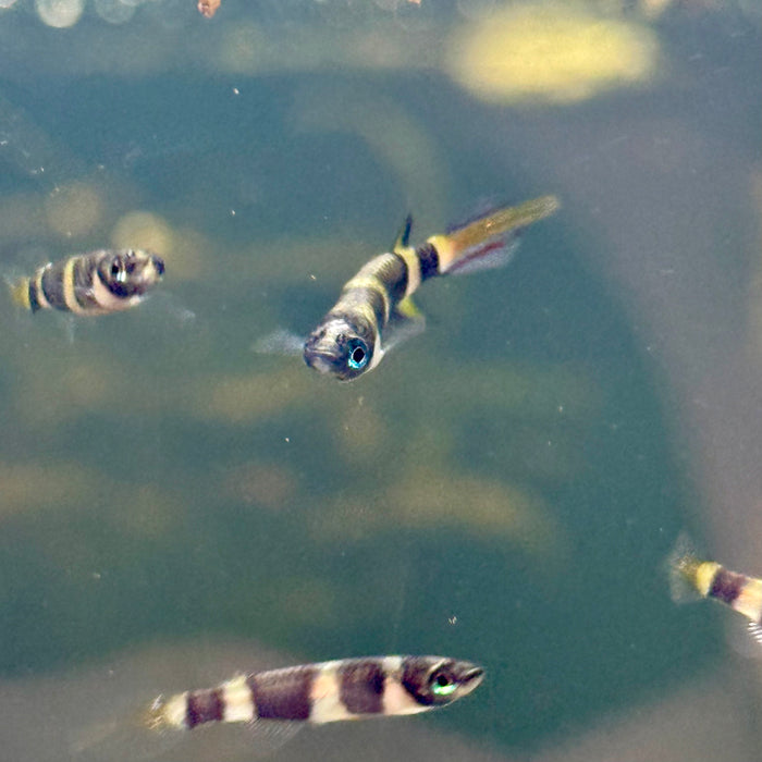 Clown Killifish (Epiplatys Annulatus)