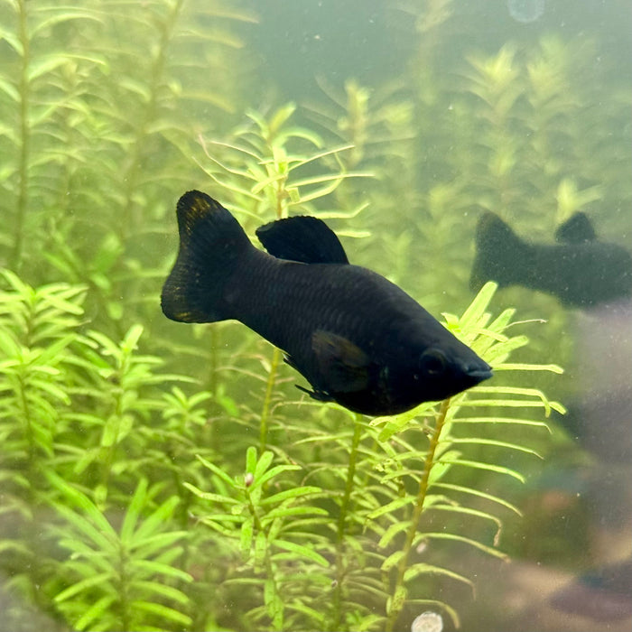 Short-finned Molly/Black Molly (Poecilia sphenops)