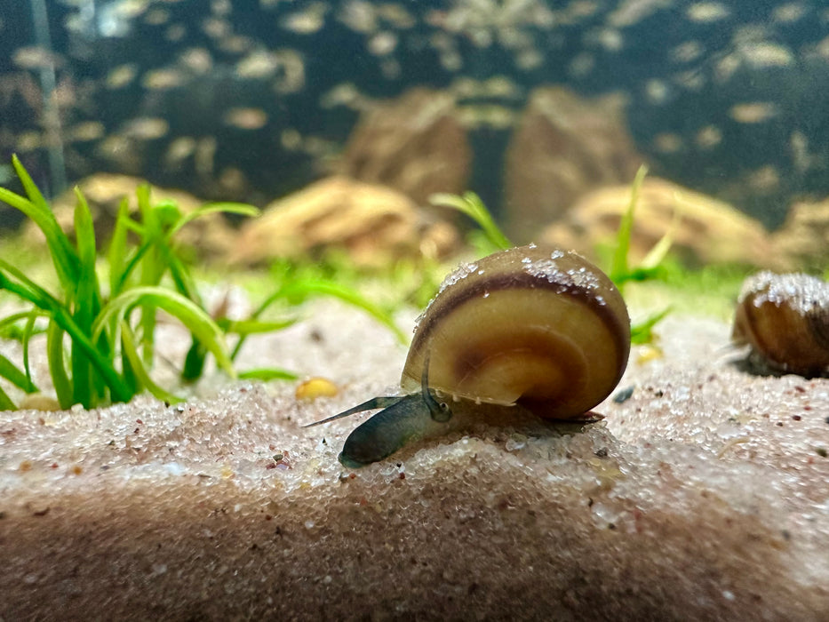 Bee Snail (Brotia dautzenbergiana)