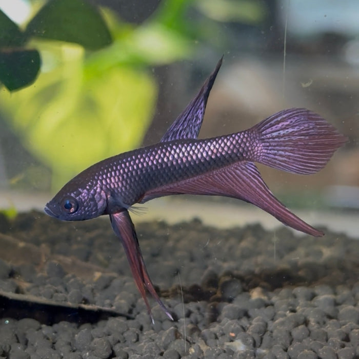Betta Smaragdina Copper