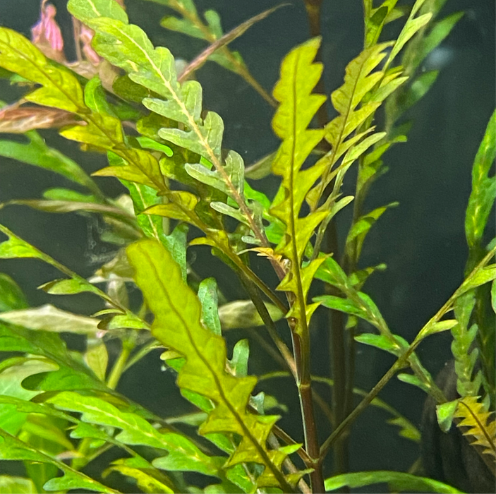 Hygrophila Pinnatifida (Hygrophila Pinnatifida)