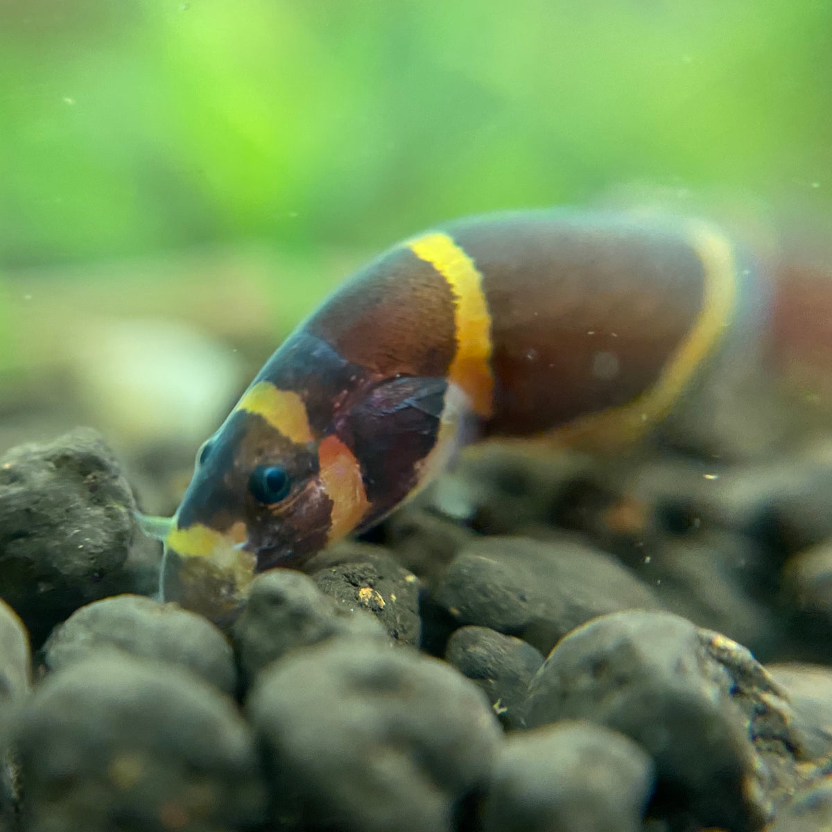Banded Kuhli Loach - Pangio kuhlii — Fishiotherapy