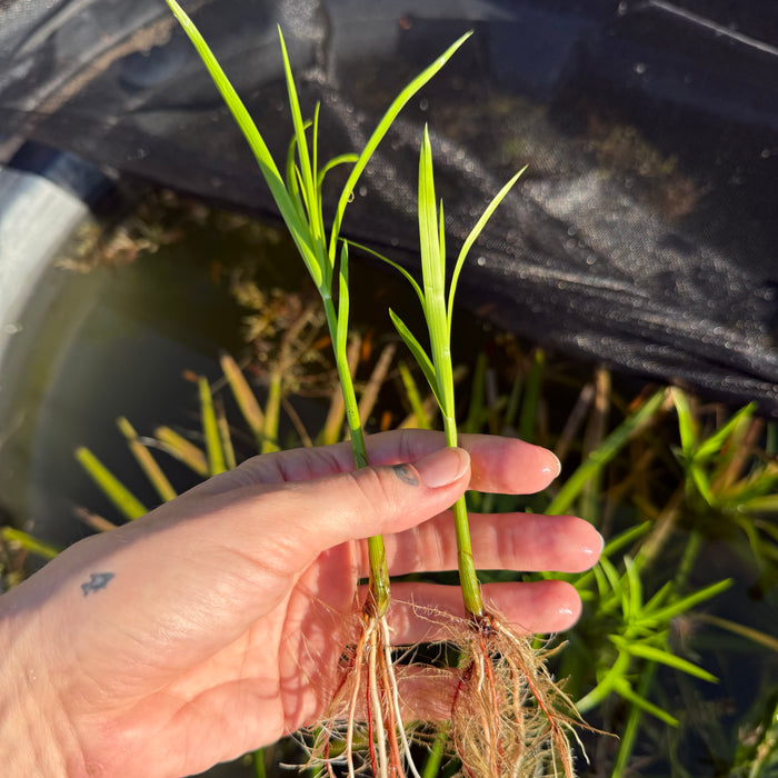 Cyperus alternifolius (Umbrella Papyrus or Umbrella Palm)