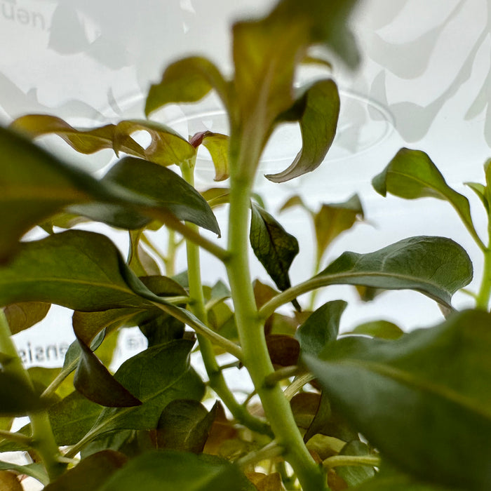 Ludwigia peruensis (glandulosa) - TC