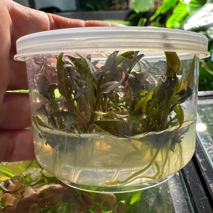 Cryptocoryne undulata red T/C