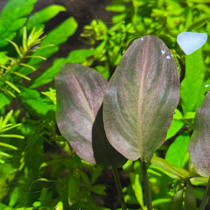 Lagenandra Meeboldii Red Round