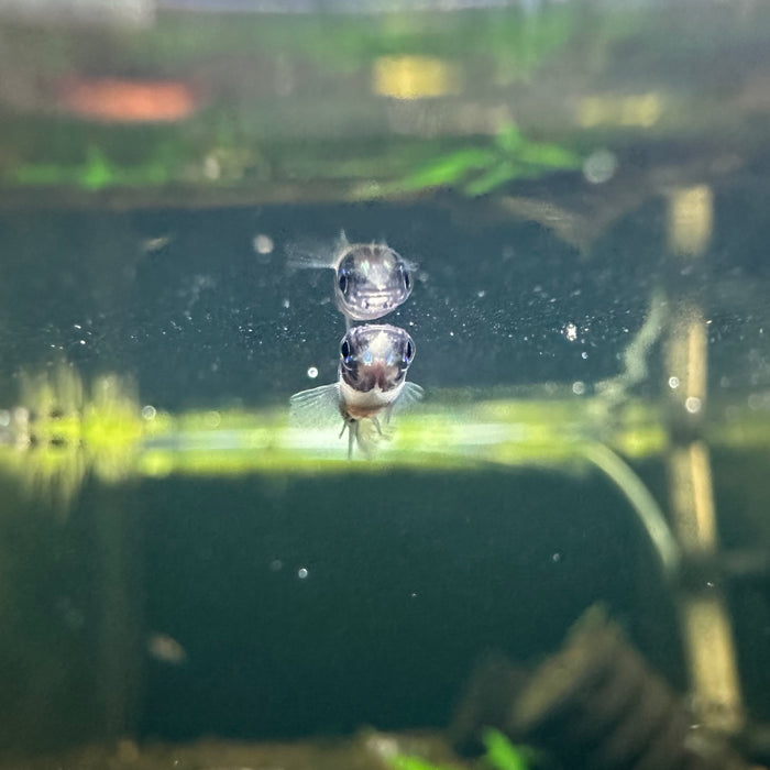 Clown Killifish (Epiplatys Annulatus) — Fishiotherapy