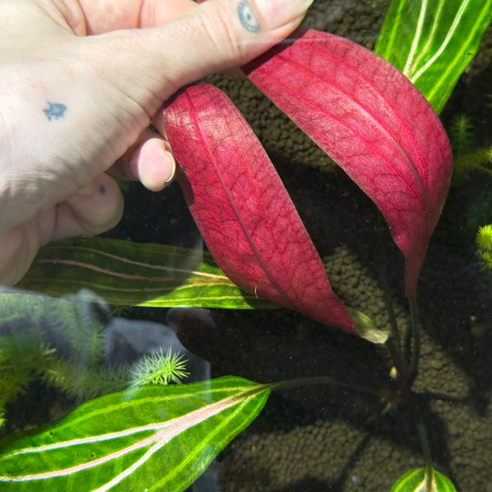 Cryptocoryne cordata var. siamensis ‘Rosanervig’