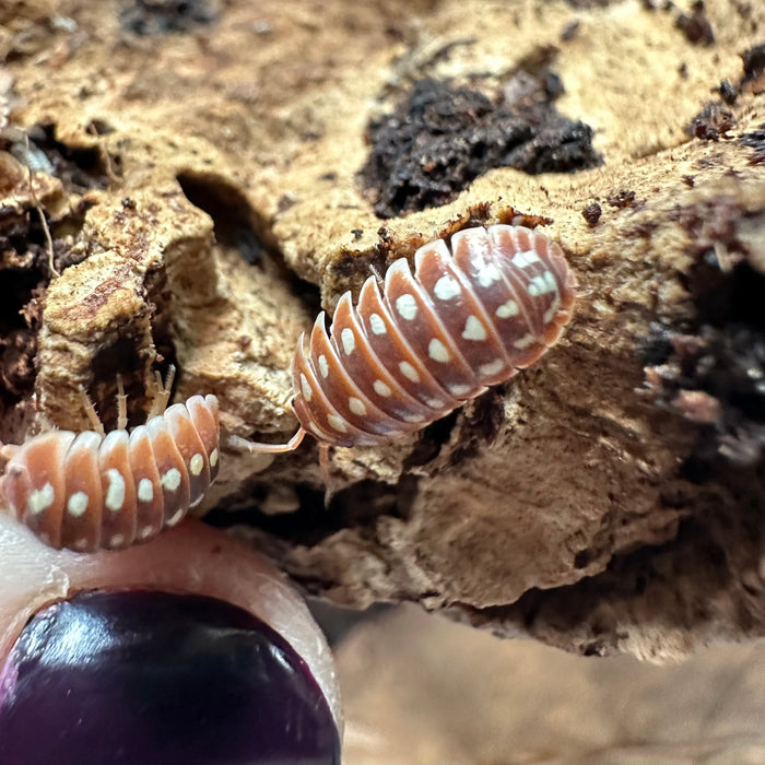 Clown Isopods (Armadillidium Klugii)