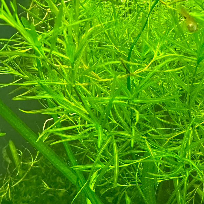 Guppy Grass (Najas guadalupensis) — Fishiotherapy