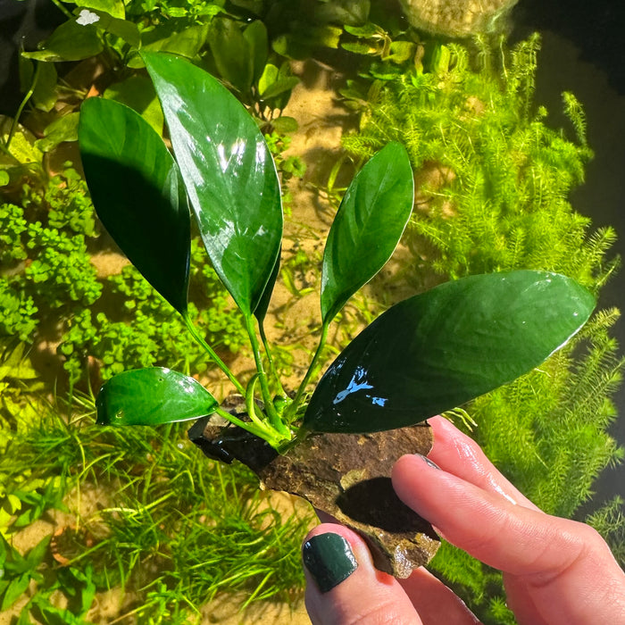 Anubias Congensis "Mini"