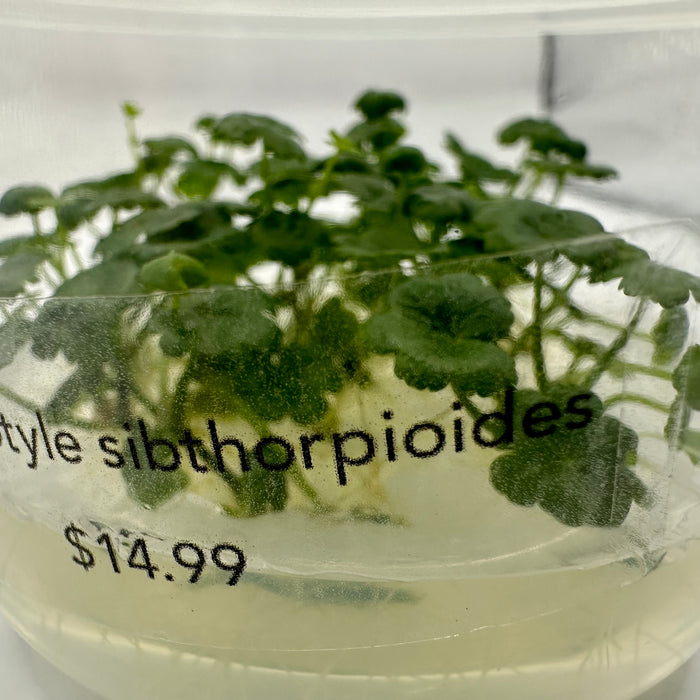 Hydrocotyle sibthorpioides TC
