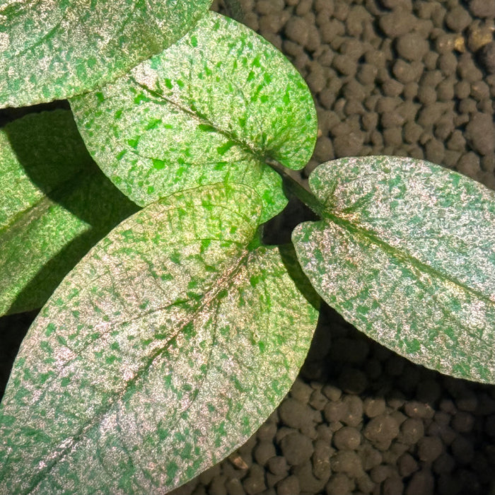 Lagenandra Keralensis