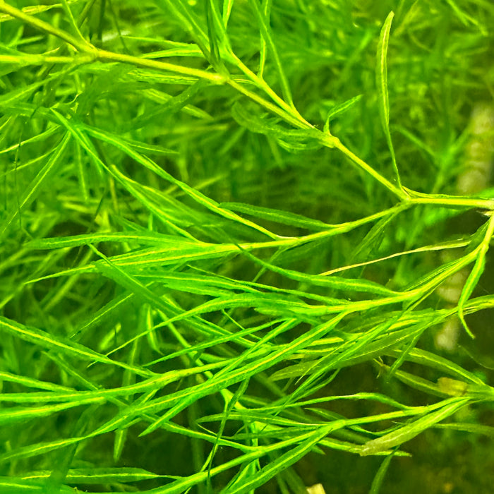 Guppy Grass (Najas guadalupensis)